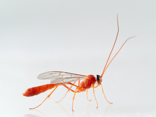 Orange wasp on a white background. Family Ichneumonidae
