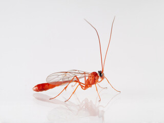 Orange wasp on a white background. Family Ichneumonidae