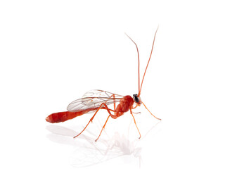 Orange wasp on a white background. Family Ichneumonidae