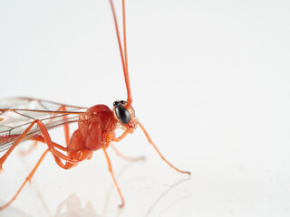 Orange wasp on a white background. Family Ichneumonidae