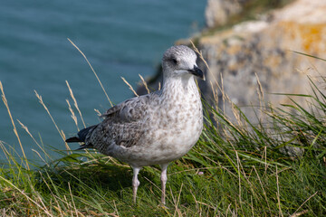 Close up of a Seagull standing in the grass on a cliff