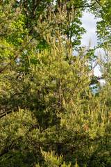 forest in the morning