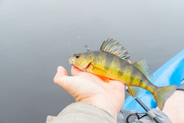 Holding yellow perch, kayak fishing fall season, overcast day.