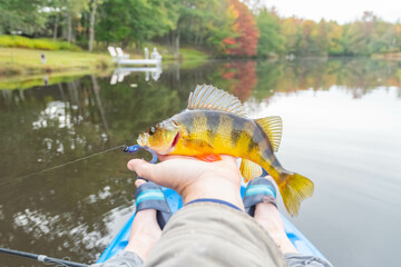 Holding yellow perch, kayak fishing fall season, overcast day.