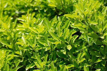 The green leaves of evergreen plant Japanese spindle or Euonymus japonicus shrub. The concept of...