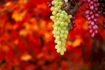 Beautiful with hanging grapes on an autumn background
