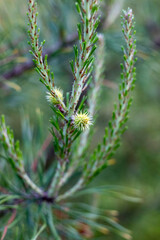 close up of pine needles