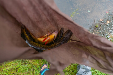 Holding yellow perch, kayak fishing fall season, overcast day.
