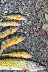 Holding yellow perch, kayak fishing fall season, overcast day.