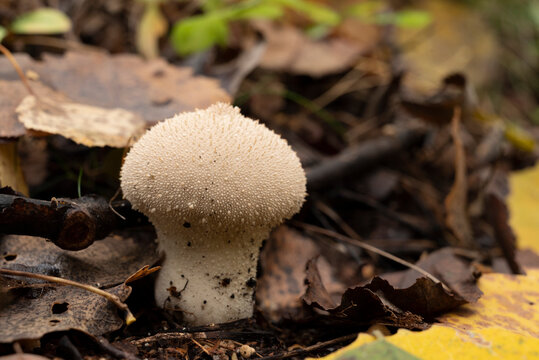 The Common Puffball (Lycoperdon perlatum) or Devil's Snuff-box. The fruit bodies can be eaten by slicing and frying in batter or egg and breadcrumbs, or used in soups.