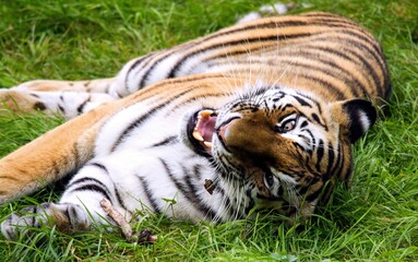 tiger in the grass
