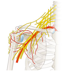 Nerves And Vessels Of The Shoulder. Brachial plexus. Medically illustration. Labeled