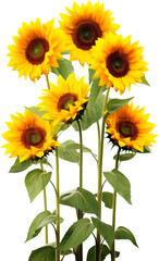 Isolated sunflower | 13.000 x 1847 px - obrazy, fototapety, plakaty