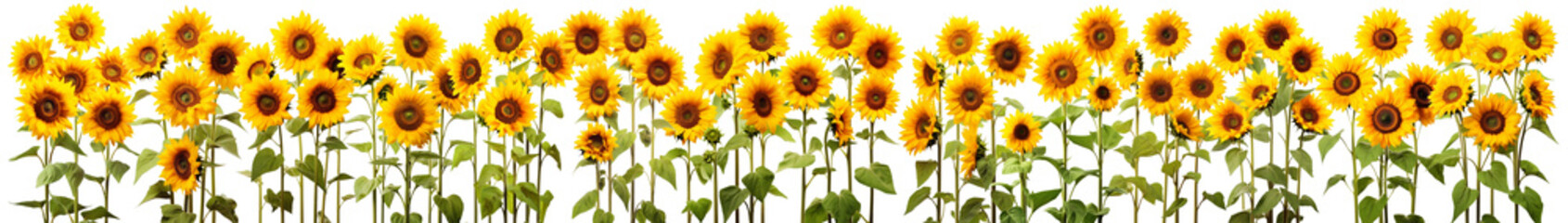 isolated sunflowers in a row | 13.000 x 1847 px - obrazy, fototapety, plakaty