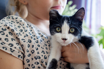 A cute little kitten with an ear injury is sitting in the arms of his little mistress. Love and...