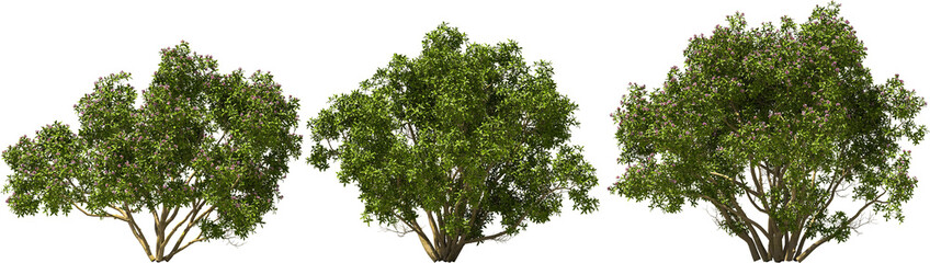 tree, fragrant daphne, hq arch viz cutout 3d render - obrazy, fototapety, plakaty