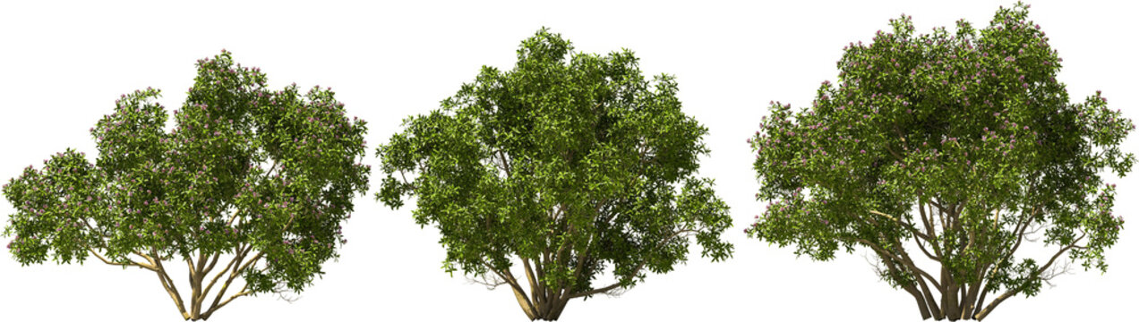 tree, fragrant daphne, hq arch viz cutout 3d render
