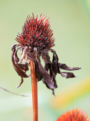 Dead Echinacea flower in the wind in the garden