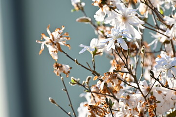 weiße Sternmagnolie