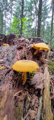 mushrooms in the forest