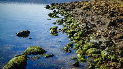 Rocky Shore of the Tiligul Estuary with algae emerging from under the water during the drying out...