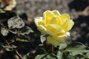 yellow rose