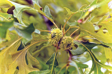 Bur oak ( Quercus macrocarpa),  tree native to eastern North America