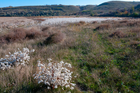 Valley of the Tiligul estuary with salt marshes, drying Aster tripolium plants with seeds and fluff