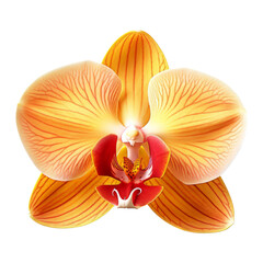 Fototapeta na wymiar Beautiful single Orchidea flower isolated on white background.