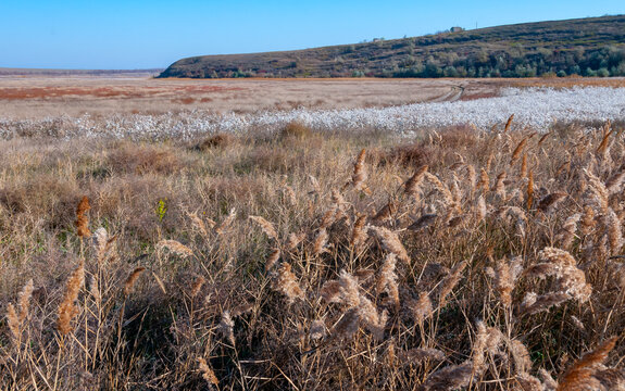 Dry Reed in the Tiligul Estuary Valley on the salt marshes, drying Asters plants with fluffy seeds