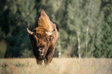Wild bison on field
