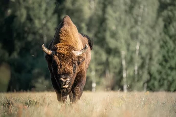 Foto op Plexiglas Wild bison on field © alexugalek