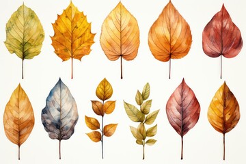 Obraz premium collection of autumn leaves