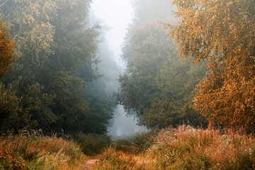 Landscape of misty autumn forest with footpath. Scenic autumn morning in foggy forest.