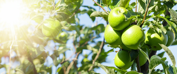 Apple orchard. Ripe green apples in the garden ready for harvest. - obrazy, fototapety, plakaty