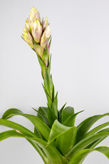 Bromeliad plant in flowerpot isolated on white background 