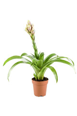 Bromeliad plant in flowerpot isolated on white background 