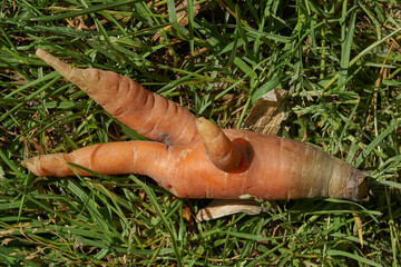 The carrot grew in the garden and turned out to be an unusual shape. Autumn.