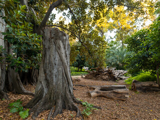 vistas de un bosque de ficus en un atardecer de otoño