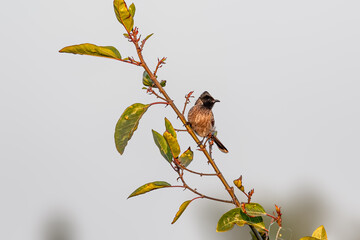 A Red vented Bulbul