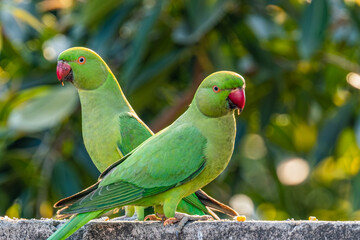 A Pair of Rose ringed parrots