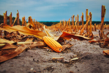 corn on the ground  - harvest - agriculture - field - concept - countryside - farm - crop - yield -...