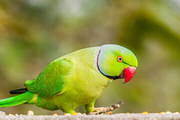 A Rose ringed parrot