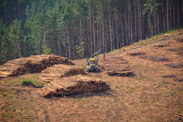 Logging Timber Harvesting Forestry Machine
