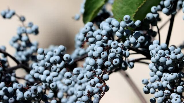 Mexican Elderberry, Sambucus Mexicana, a native perennial monoclinous woody shrub displaying mature spheric glabrous drupe fruit during late Summer in the Eastern Sierra Nevada.