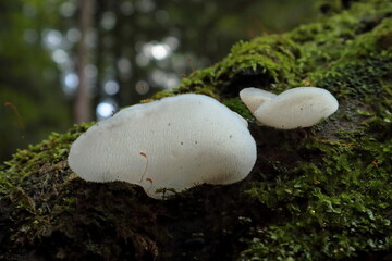 Galaretek © Maciej Bonk