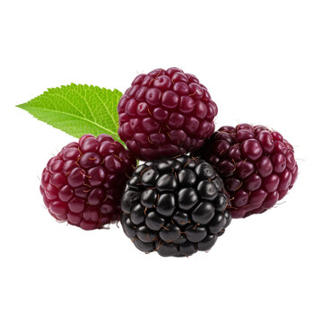 fresh and ripe boysenberry isolated on white background, ai generated