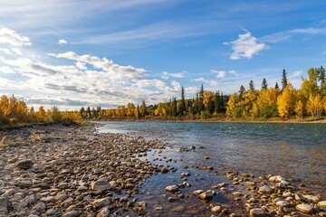 Fall Trees By The Bow River