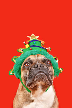 Cute French Bulldog dog wearing funny Christmas tree headband on red background with copy space