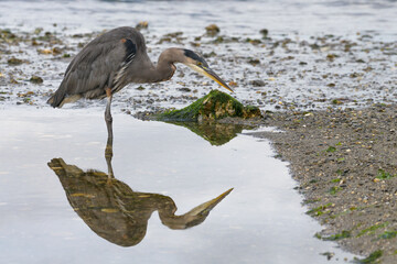 Great Blue Heron ardea herodias standing with reflection in tide pool